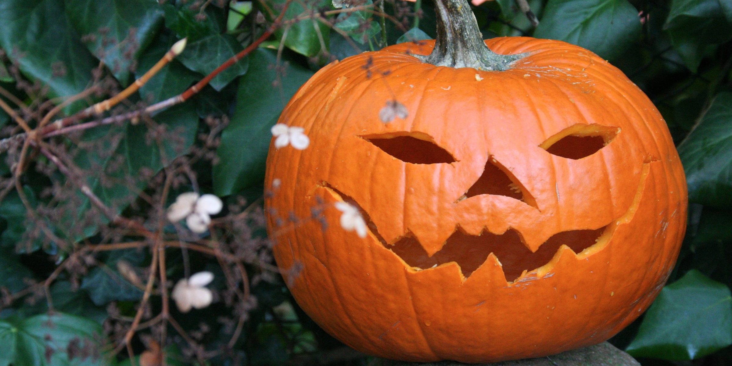 A carved Halloween pumpkin